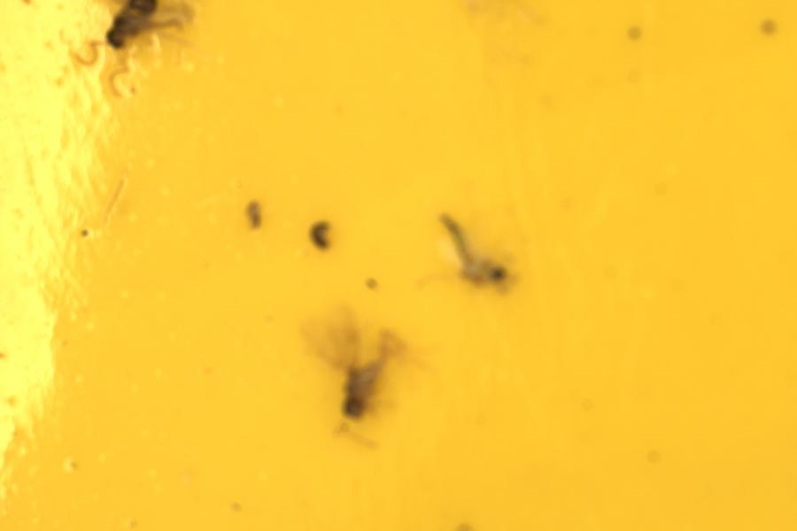 Image 31